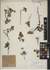 Foto von Salix herbacea L.